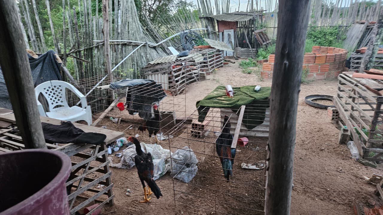 PM encontra droga e desarticula rinha com 25 galos no distrito de São João em Conceição do Coité