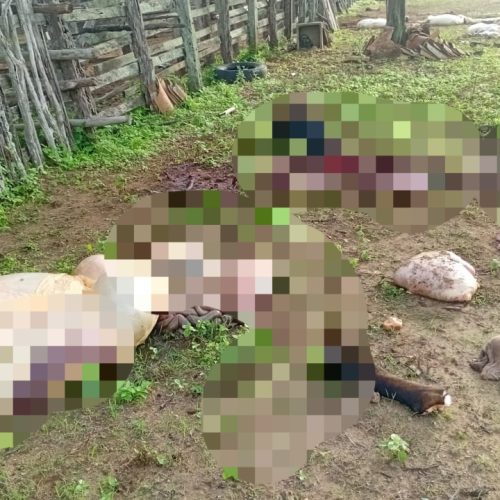 Coité: Bois são decapitados e vísceras ficam espalhadas em propriedade rural; criminosos levaram parte da carne