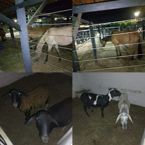 Guarda Municipal apreende  8 animais soltos nas ruas de Conceição do Coité neste domingo (13)