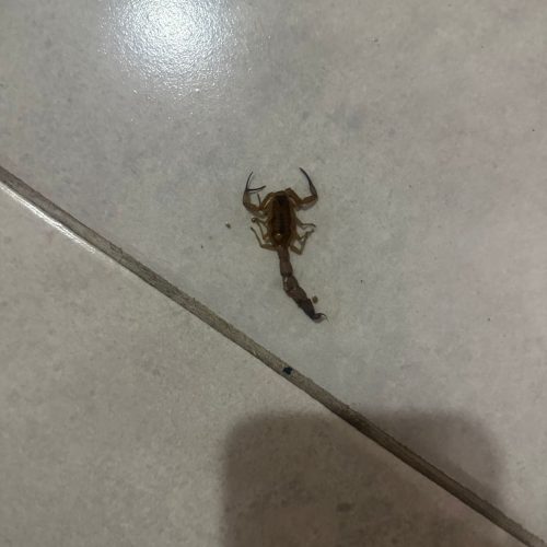 Moradora de Conceição do Coité relata pavor ao encontrar escorpião no quarto dos filhos; Acidentes com os animais somam mais de 202 mil notificações em 2023