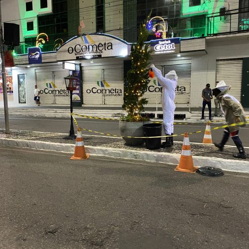 Departamento de Meio Ambiente aciona Águia Resgate e enxame de abelhas  é retirado de decoração de Natal em Conceição do Coité