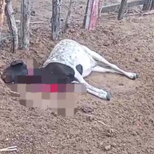 Ovelhas são atacadas e mortas por cães  na zona rural de Conceição do Coité