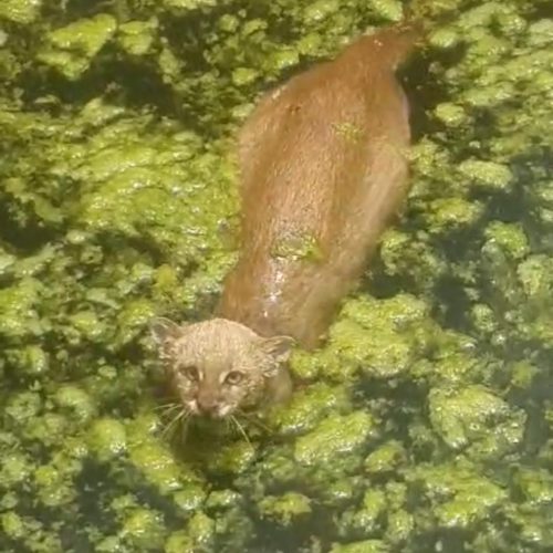 Ameaçado de extinção, gato-mourisco aparece em   cisterna e é resgatado em  Conceição do Coité