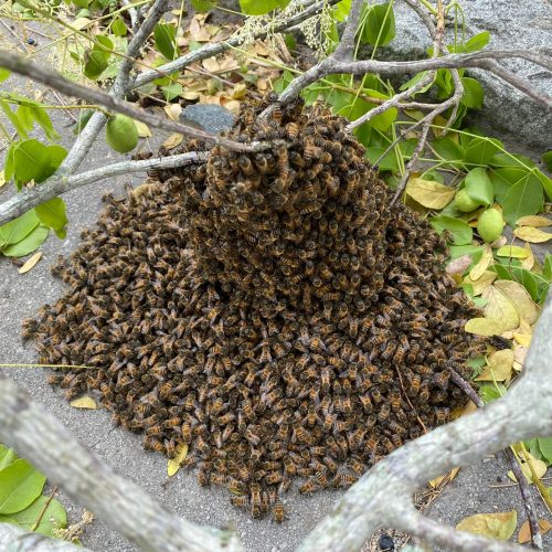 Com risco de acidentes,  Águia Resgate remove enxame de abelhas próximo a rodoviária de Conceição do Coité