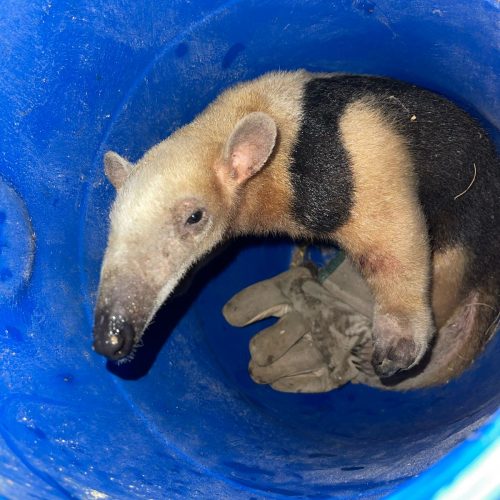 Vídeo: Após atacar cachorro, Tamanduá-mirim é resgatado pelo Águia Resgate na zona rural de Conceição do Coité