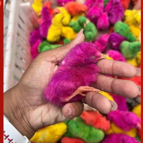Operação apreende 950 pintinhos coloridos que seriam vendidos ilegalmente em Serrinha