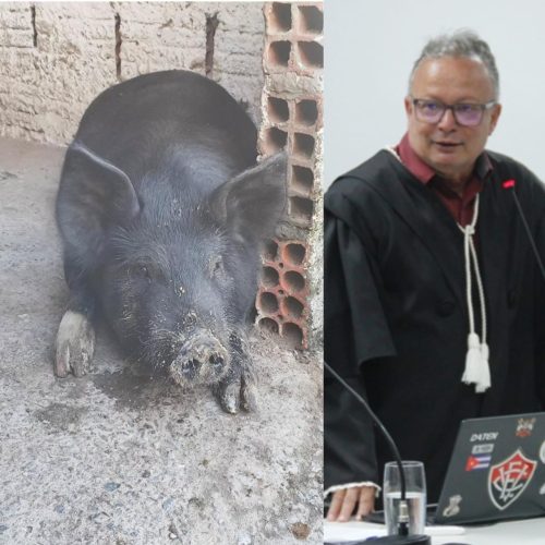 Homem tem flagrante anulado e acaba virando “parteiro dos porcos” de juiz em Conceição do Coité. Entenda! 
