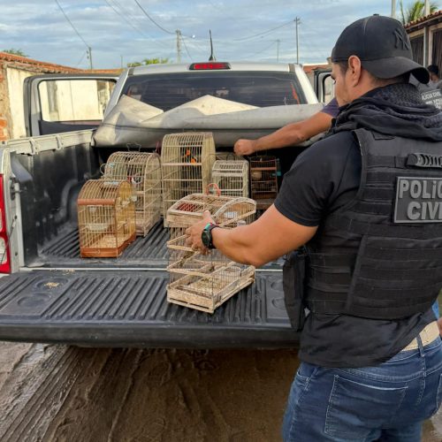 Polícia Civil apreende aves em situação de cativeiro e  maus-tratos em Santa Bárbara
