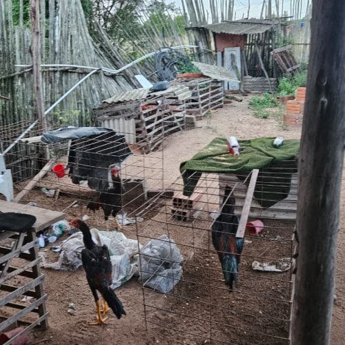 PM encontra droga e desarticula rinha com 25 galos no distrito de São João em Conceição do Coité
