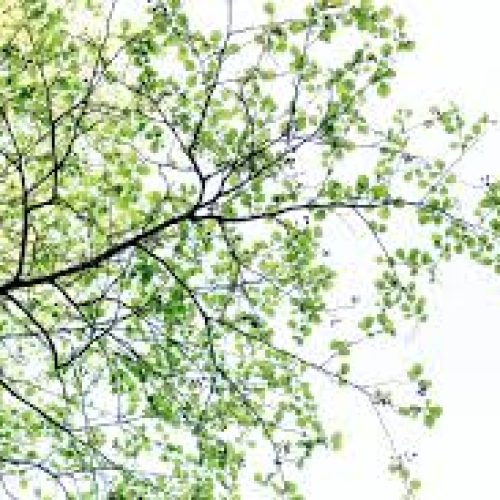 Vizinhas entram em atrito por galhas de árvore no bairro Casas Pupulares em Conceição do Coité; PM é acionada