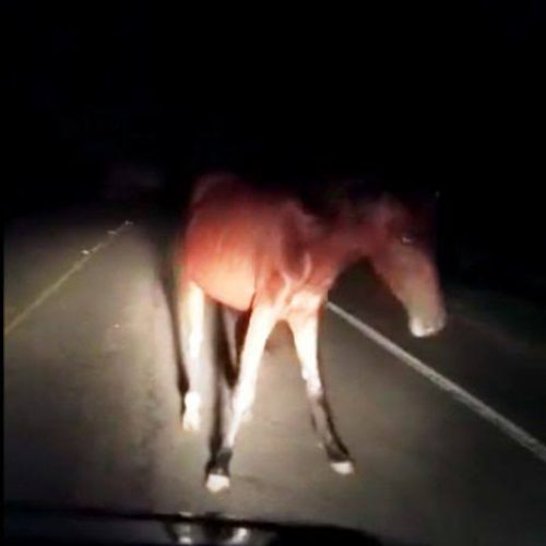 Após morte de jovem na BA-411, prefeitura de Conceição do Coité reforça ações para evitar acidentes com animais soltos. Saiba como denunciar!