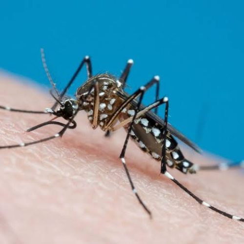 Dengue em Coité: 40 casos confirmados e número de suspeitas ultrapassam 180; vigilância faz alerta