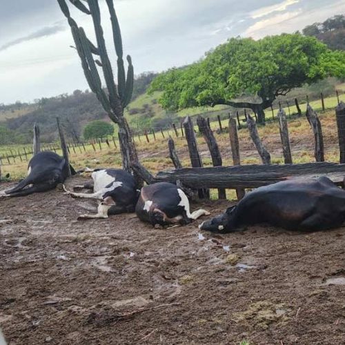 7 bois morrem após serem atingidos  por raio na zona rural De Caém